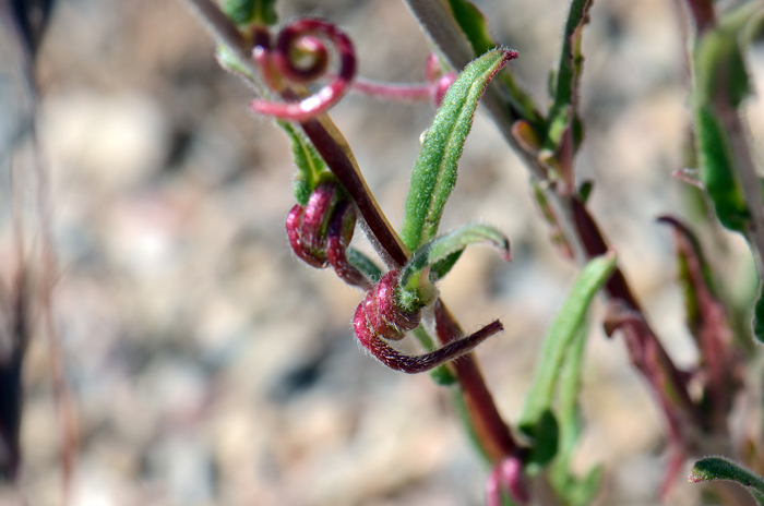 Miniature Suncup has distinctive fruits that are cylindric and often 3-coiled capsule. This species starts with large basal leaves and smaller upper leaves with a conspicuous center margin. Camissonia micrantha